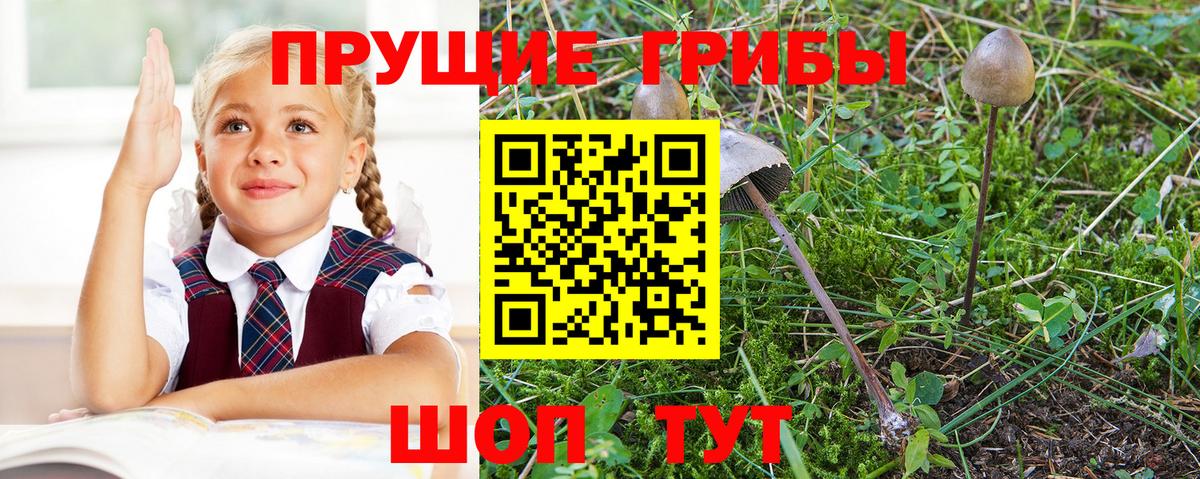 Псилоцибиновые грибы мухоморы  Псилоцибиновые грибы прущие грибы  Вичуга  Вход с VPN 